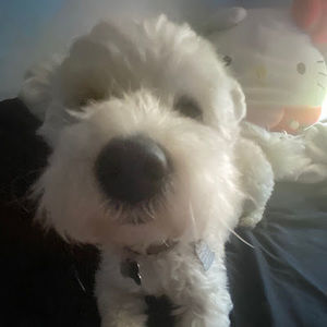 Meet your Posher, Alyson